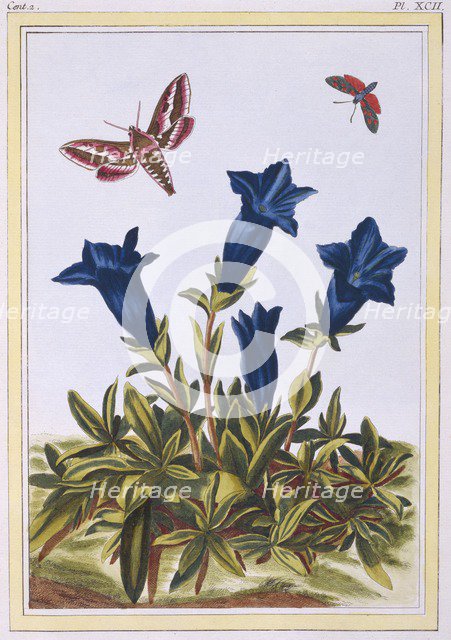 Blue Gentian (Trumpet Flower),  pub. 1776. Creator: Pierre Joseph Buchoz (1731-1807).