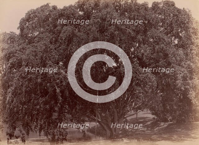 Waringin, (Banyan), 1860s-70s. Creator: Unknown.