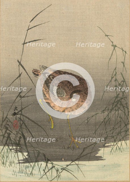A snipe in a marsh, Between 1900 and 1915. Creator: Ohara, Koson (1877-1945).