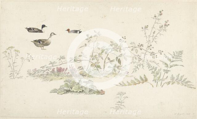 Study sheet with plants and water birds, 1806. Creator: Josephus Augustus Knip.
