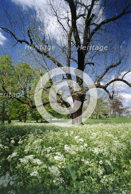 Park of Marble Hill House, Twickenham, Richmond-upon-Thames, London, c1980-c2017. Artist: Historic England Staff Photographer.