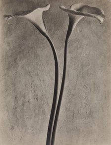 Calla Lilies, c1927. Creator: Tina Modotti.