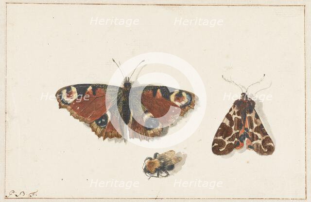 Butterfly, Moth and Bumblebee, c.1700. Creator: Johannes Bronkhorst.