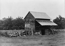 The tobacco barn, a distinctive American architectural form, Person County, North Carolina, 1939. Creator: Dorothea Lange.