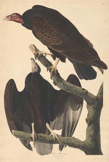 Turkey Buzzard, 1832. Creator: Robert Havell.