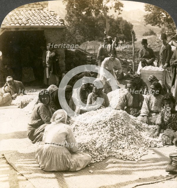 Women sorting large piles of silk cocoons, Antioch, Syria, 1900s.Artist: Underwood & Underwood