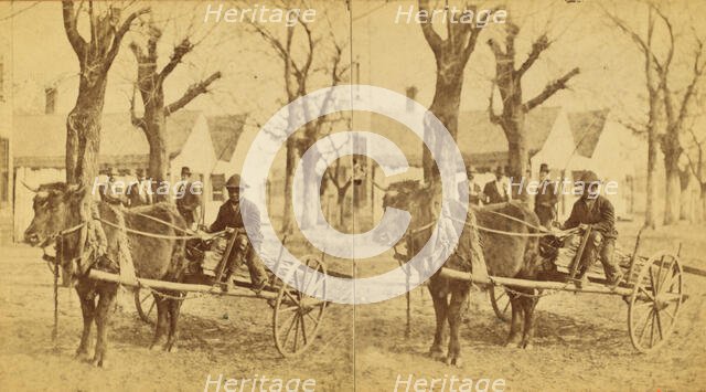 Lightwood Boy, [Boy in an oxcart loaded with kindling], (1868-1900?). Creator: Unknown.