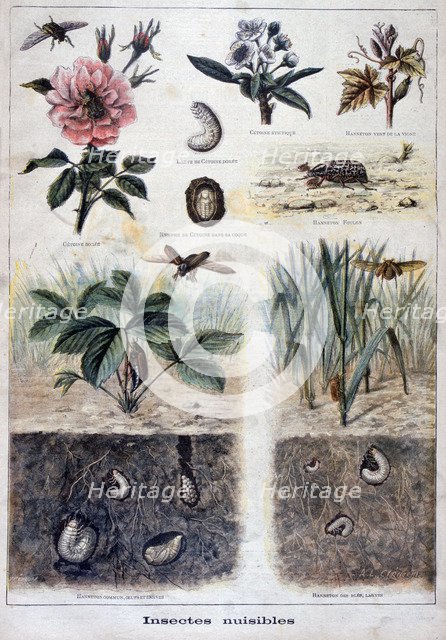 Harmful insects, 1897. Creator: F Meaulle.