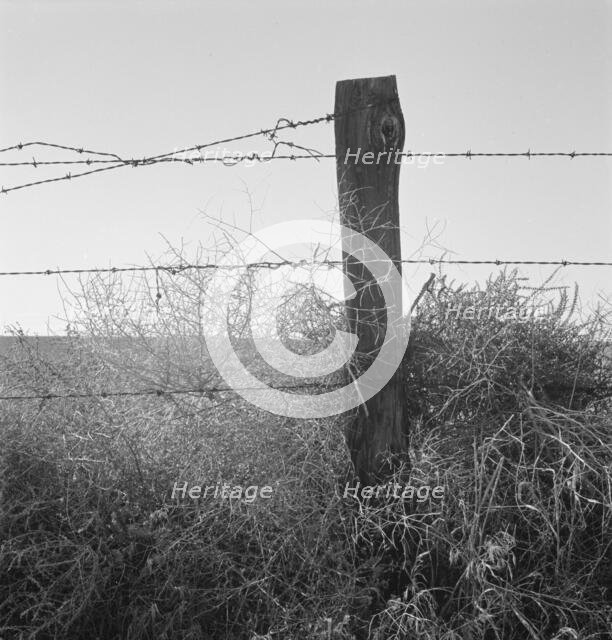 Russian thistle and barbed wire in Western wheat country, Umatilla County, Oregon, 1939. Creator: Dorothea Lange.