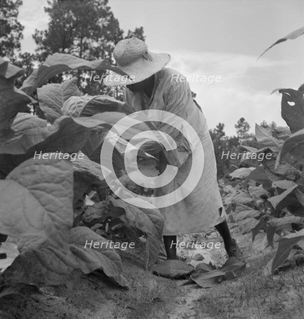 Possibly: Negro tenants topping and suckering tobacco plants, Granville County, North Carolina, 1939 Creator: Dorothea Lange.
