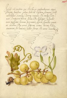 Wine Grape, Gillyflower, and Land Snail, 1561-1562; illumination added 1591-1596. Creator: Joris Hoefnagel.