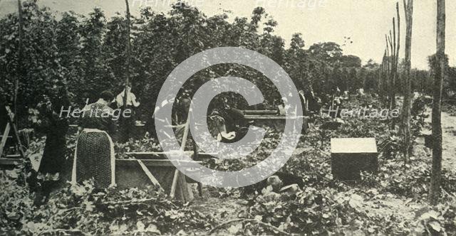 'Kent Hops', c1948. Creator: Unknown.