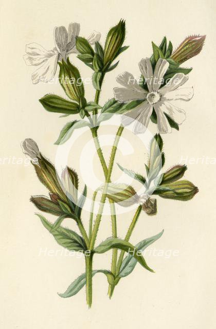 'White Campion', 1877. Creator: Frederick Edward Hulme.