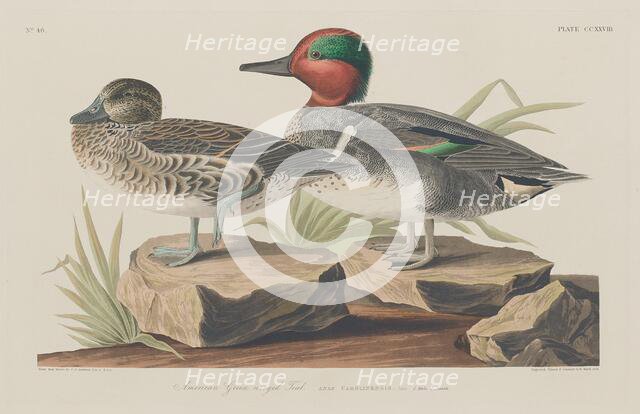 American Green-Winged Teal, 1834. Creator: Robert Havell.