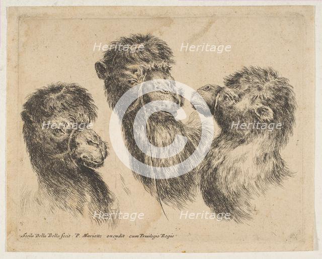 Three Camel Heads, ca. 1641. Creator: Stefano della Bella.