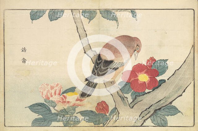 Illustration from "Pictures of Imported Birds", 1790. Creator: Kitao, Masayoshi (1764-1824).