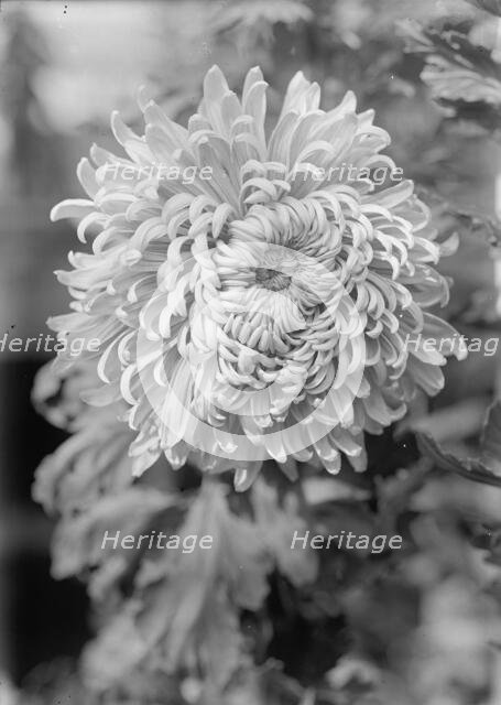 Agriculture Department - 'Jessie Wilson' Chrysanthemum, 1913. Creator: Harris & Ewing.