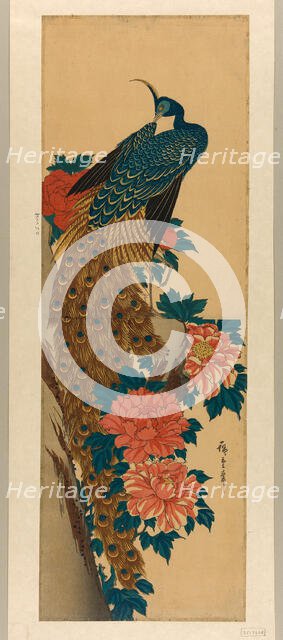 Peacock and peonies, early 1840s. Creator: Ando Hiroshige.