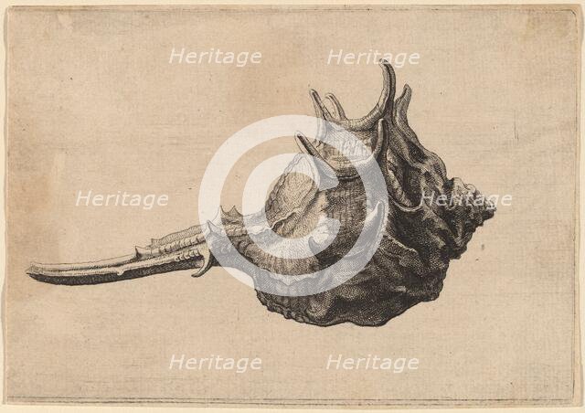 Shell (Murex brandaris), c. 1645. Creator: Wenceslaus Hollar.