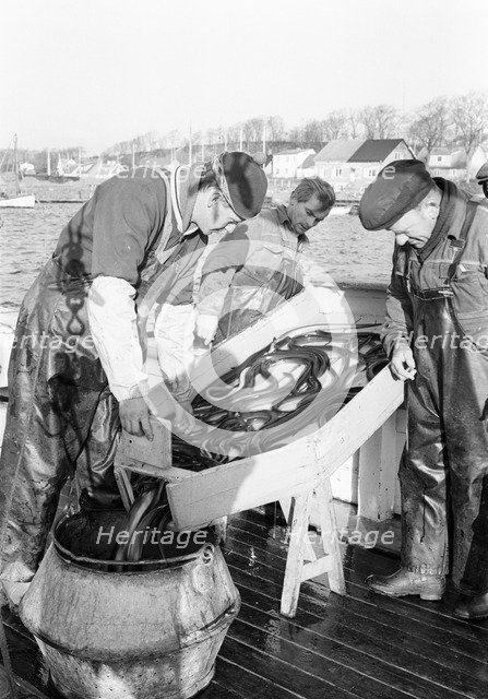 Fishermen and their catch of eel, Sweden, 1966. Artist: Unknown
