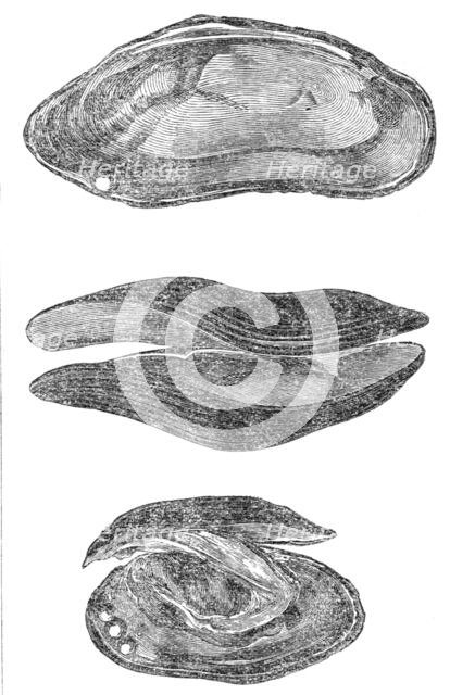 The pearl mussel of Scotland, 1864. Creator: Unknown.