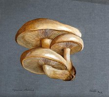 A fungus (Pleurotus ulmarius): a group of fruiting bodies, 1896. Creator: Unknown.