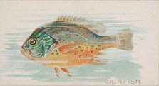 Sunfish, from the Fish from American Waters series (N8) for Allen & Ginter Cigarettes Brands, 1889. Creator: Allen & Ginter.