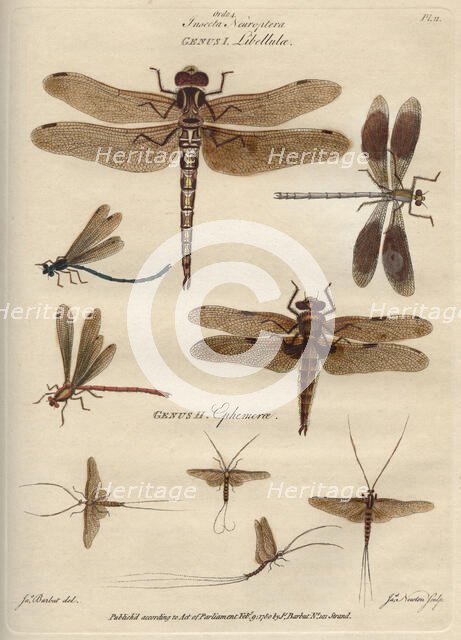'Insecta Neuroptera' (Dragonflies and mayflies), 9 February 1780. Creator: James Newton.