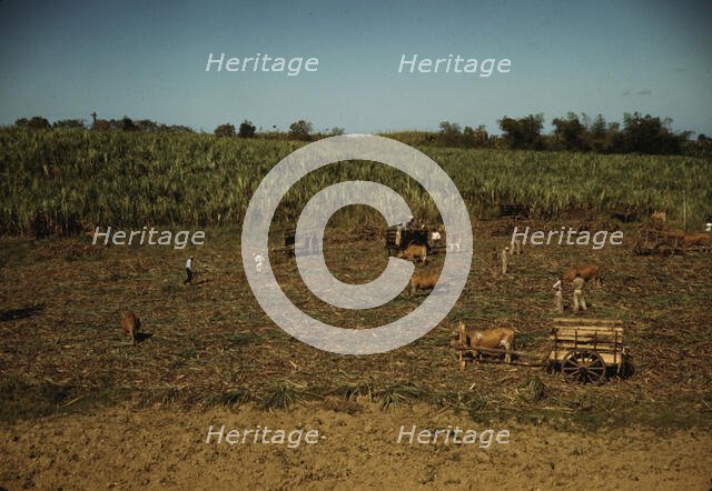 Harvesting sugar cane in a burned field, vicinity of Guanica, Puerto Rico. , 1942. Creator: Jack Delano.