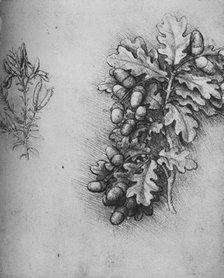 'Oak-Leaves with Acorns and Dyer's Greenweed', c1480 (1945). Artist: Leonardo da Vinci.