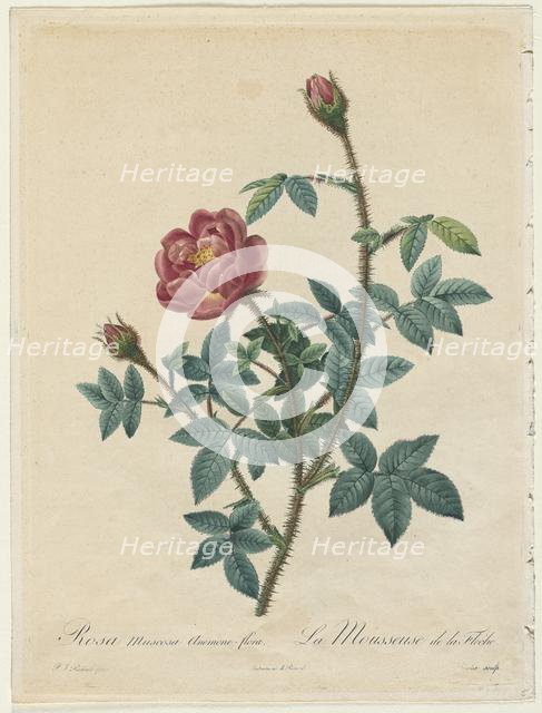 Moss Rose, 1817-1824. Creator: Henry Joseph Redouté (French, 1766-1853).
