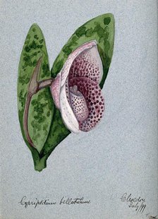 A lady's slipper orchid (Cypripedium bellatulum): flowering stem, 1899. Creator: Unknown.