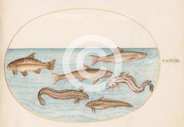 Animalia Aqvatilia et Cochiliata (Aqva): Plate XXXVIII, c. 1575/1580. Creator: Joris Hoefnagel.