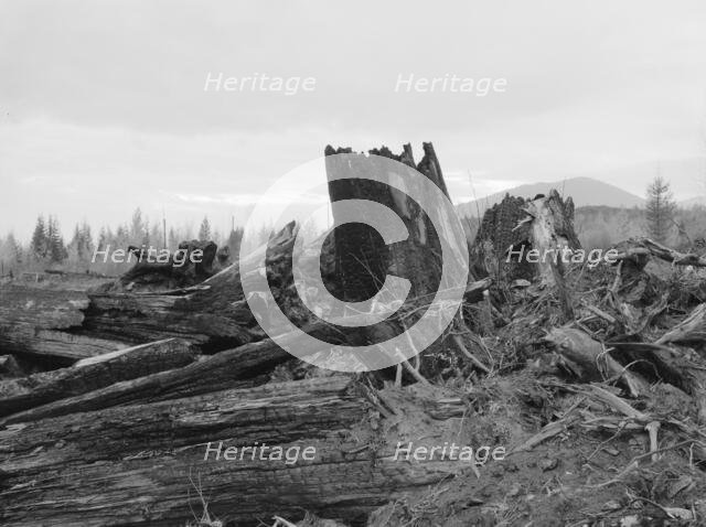 Stumps on Cox farm piled and ready for burning, Bonner County, Idaho, 1939. Creator: Dorothea Lange.