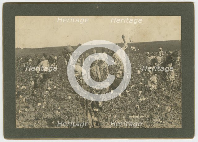 No. 86, Picking Cotton, ca. 1895. Creator: A. W. Möller.