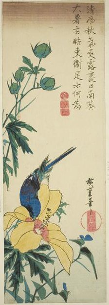 Blue bird and hibiscus, 1830s. Creator: Ando Hiroshige.