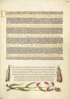 Grass Moths and Milkwort; Mira calligraphiae monumenta, 1561-1562; illumination added 1591-1596. Creator: Joris Hoefnagel.