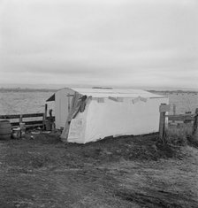 Outside of potato pickers' camp, across from the..., Tulelake, Siskiyou County, California, 1939. Creator: Dorothea Lange.