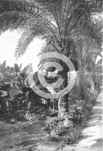 ''La recolte des dattes en Egypte; Le Nord-Est Africain', 1914. Creator: Unknown.