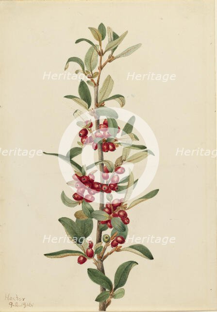 Canada Buffaloberry (Lepargyrea canadensis), 1916. Creator: Mary Vaux Walcott.