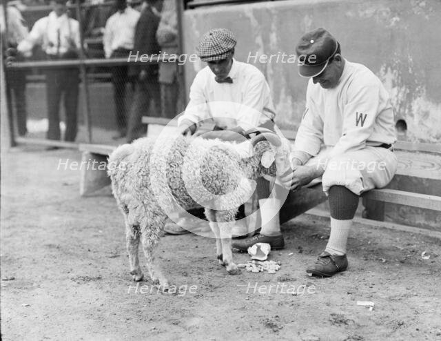 William "Germany" Schaefer, Washington Al (Baseball), 1912. Creator: Harris & Ewing.