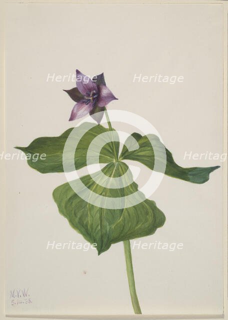 Trillium erectum, 1938. Creator: Mary Vaux Walcott.