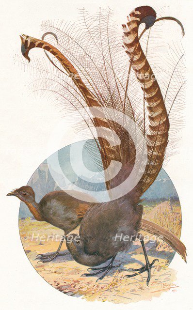 'Lyre Birds', 1911, (1911). Artist: Louis Fairfax Muckley.