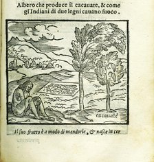 The cocoa tree. From Historia del Mondo Nuovo by Girolamo Benzoni, 1563. Creator: Anonymous.