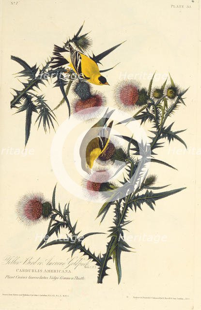 The American goldfinch. From "The Birds of America", 1827-1838. Creator: Audubon, John James (1785-1851).