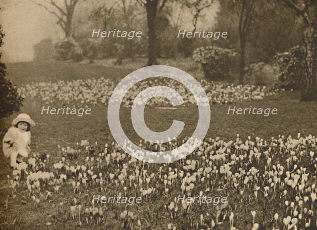 'The Crocus Carpet of Spring', c1935. Creator: Unknown.
