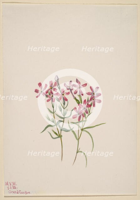 Phlox stansburyi, 1938. Creator: Mary Vaux Walcott.