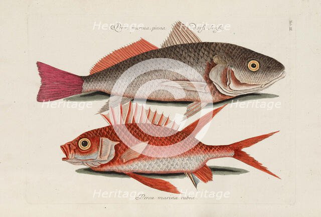 From Piscium, Serpentum, Insectorum, aliorumque nonnullorum animalium, nec non plantarum..., 1740s. Creator: Catesby, Mark (1683-1749).