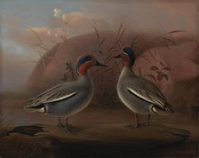 Two Male Teals by the Water, 1849. Creator: Ferdinand von Wright.