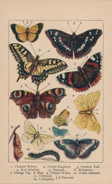 'Butterflies', 19th century. Creator: Unknown.
